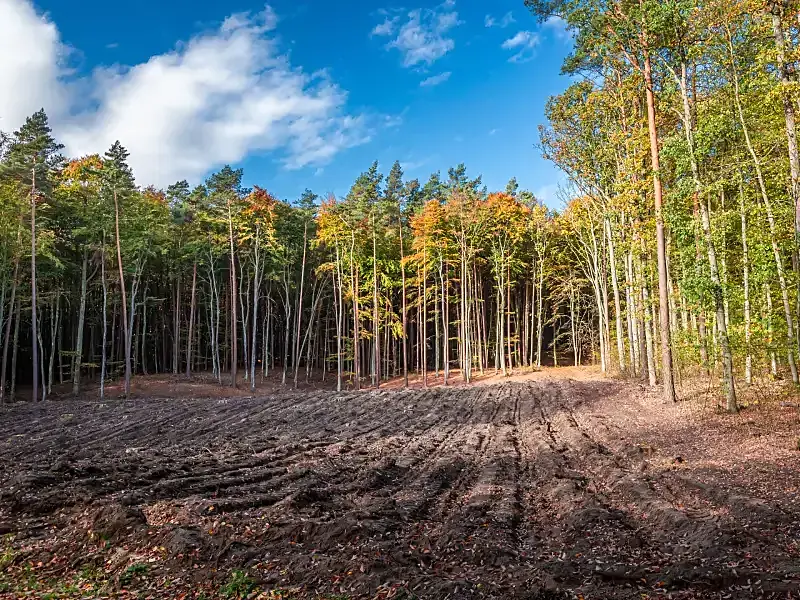 A wooded lot cleared to bare ground